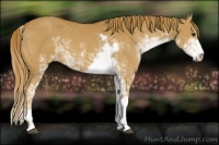 Horse Color:Chestnut Sabino 