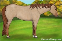 Horse Color:Unknown 