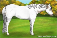 Horse Color:White Spotted Brown Dun Splash Tobiano Frame