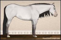 Horse Color:Gray Amber Cream Champagne Dun 