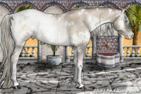 Horse Color:White Spotted Chocolate Palomino Ice Pearl Onyx Rabicano