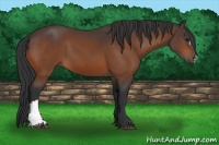 Horse Color:Brown 