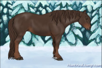 Horse Color:Gray Chestnut 