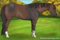 Horse Color:Smoky Black and Bay