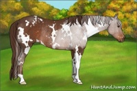 Horse Color:White Spotted Liver Chestnut Rabicano 