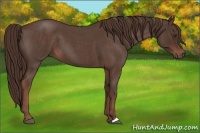 Horse Color:Liver Red Roan