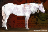 Horse Color:Watercolor White Spotted Chocolate Palomino Dun Rabicano 