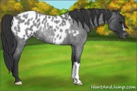 Horse Color:Blue Roan Appaloosa Rabicano 