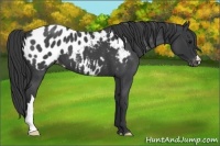 Horse Color:Blue Roan Appaloosa 