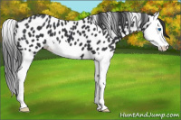 Horse Color:Black Splash Appaloosa 
