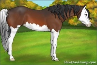Horse Color:Bay Splash 