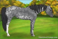 Horse Color:Blue Ice Roan 
