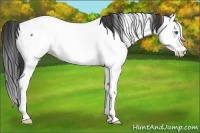Horse Color:Brown Roan Splash Appaloosa 