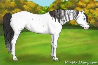 Horse Color:Bay Ice Roan Splash Appaloosa 