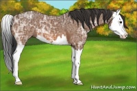 Horse Color:Bay Ice Splash 