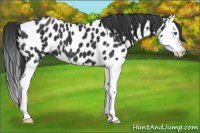 Horse Color:Black Splash Near Leopard 