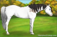 Horse Color:Bay Ice Roan Splash Snowcap 