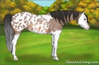 Horse Color:Bay Roan Splash Appaloosa 