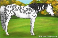 Horse Color:Blue Roan Splash Appaloosa 