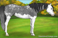 Horse Color:Black Ice Splash 