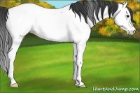 Horse Color:Blue Roan Splash Fewspot 