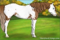 Horse Color:Chestnut Splash Appaloosa 