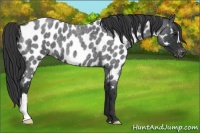 Horse Color:Blue Roan Near Leopard 