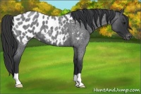 Horse Color:Blue Roan Appaloosa 