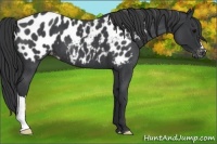 Horse Color:Blue Roan Near Leopard 