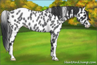 Horse Color:Blue Roan Appaloosa 