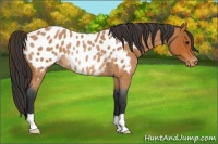 Horse Color:Bay Roan Near Leopard Rabicano 