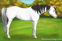 Horse Color:Blue Roan Splash Appaloosa 