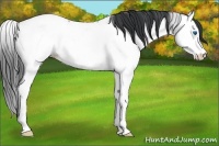 Horse Color:Black Ice Splash Fewspot 