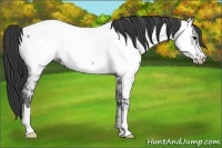 Horse Color:Blue Ice Roan Appaloosa 