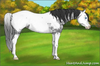 Horse Color:Blue Ice Roan Splash Appaloosa 