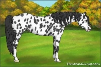 Horse Color:Blue Roan Appaloosa 