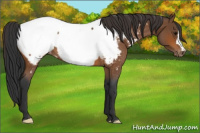 Horse Color:Bay Roan Appaloosa 