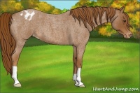 Horse Color:Red Roan Appaloosa 