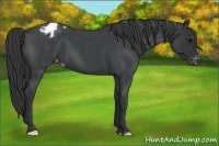 Horse Color:Blue Roan Appaloosa 