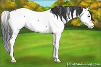 Horse Color:Blue Roan Splash Appaloosa