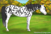 Horse Color:Black Splash Appaloosa 