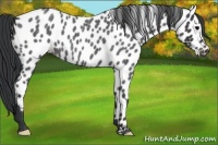 Horse Color:Blue Roan Appaloosa 