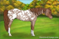 Horse Color:Red Roan Appaloosa Rabicano 