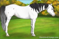 Horse Color:Brown Roan Splash Appaloosa 