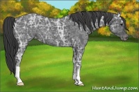 Horse Color:Blue Ice Roan Varnish 