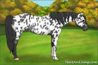 Horse Color:Blue Roan Appaloosa Rabicano 