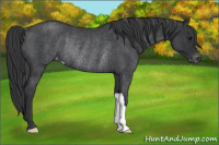 Horse Color:Blue Roan Appaloosa Rabicano 