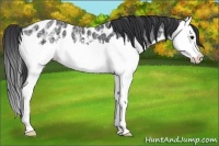 Horse Color:Black Ice Splash Near Leopard 