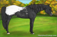 Horse Color:Black Appaloosa 