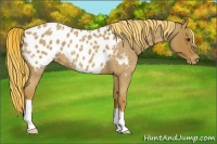 Horse Color:Red Roan Appaloosa 